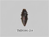 藏品(菲律賓產昆蟲)的圖片